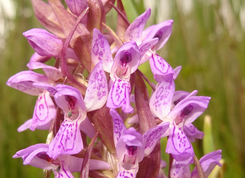 Dactylorhiza incarnata subsp. incarnata